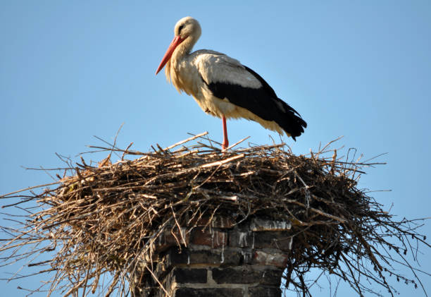 istock Stork is in the nest 1396111776