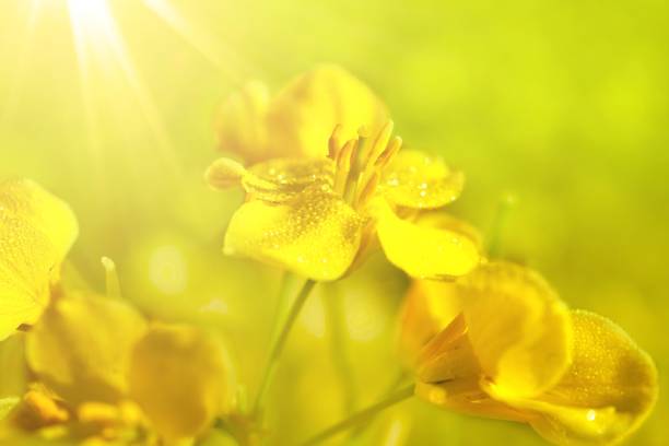 Rape flowers with dew drops close-up of a macro in the rays of sunlight. A beautiful artistic image.