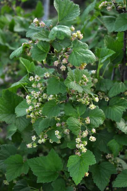 istock In the garden grows and blooms currants 1396112370