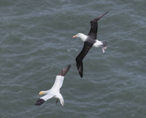 Black browed albatross  (Thalassarche melanophris)  flying over a gannet. This albatross ( locally named "Albert") is thought to be the only one of its kind in the Northern Hemisphere, having been blown off course a few years ago and seemingly being unable to return. mollymawk photos stock pictures, royalty-free photos & images