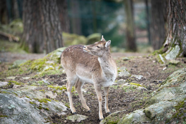 The young red deer (Cervus elaphus), one of the largest deer species