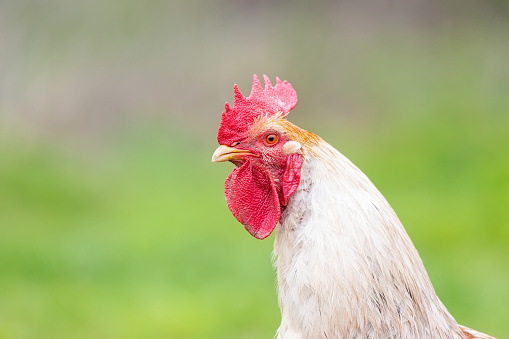 beautiful proud rooster walks through the field, on the green grass, on the background is countryside