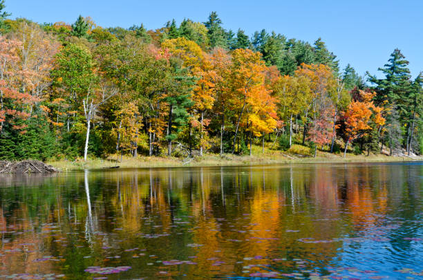 istock Sunrise above forest lake 1396114387