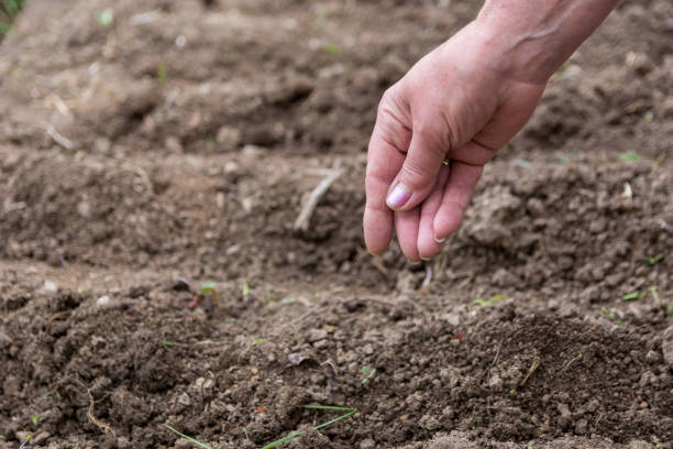 istock Female hand sows seeds in a field on spring day 1396115338