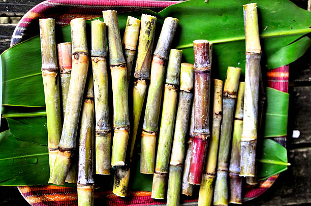 Fresh Sugarcanes stock photo