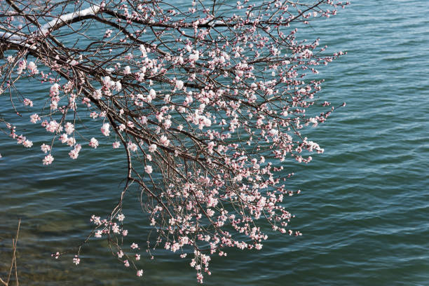 In the spring of the Beijing Summer Palace after a snowfall, the white snow hangs on the peach blossom trees, which is very beautiful.