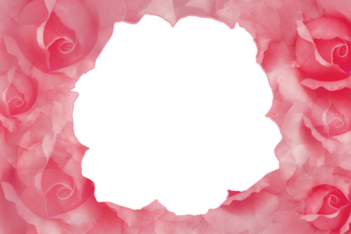 white rose on red and pink flowers background, nature, banner, template, name card, copy space
