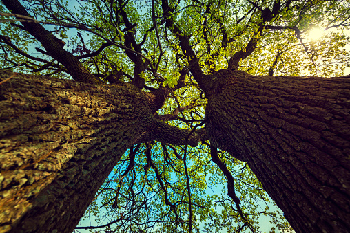 View up in a big oak in the autumn sunlight