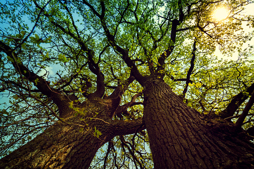 Bright light with growing trees