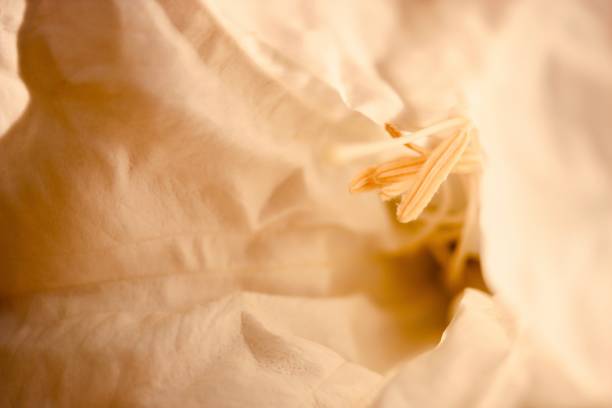 Horizontal extreme closeup photo of beautiful, delicate Angel’s Trumpet flower growing on a tree in Autumn.