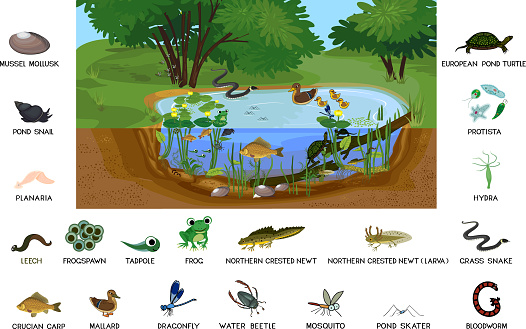 Ecosystem Of Pond With Different Animals In Their Natural Habitat Schema Of  Pond Ecosystem Structure For Biology Lessons Stock Illustration - Download  Image Now - iStock