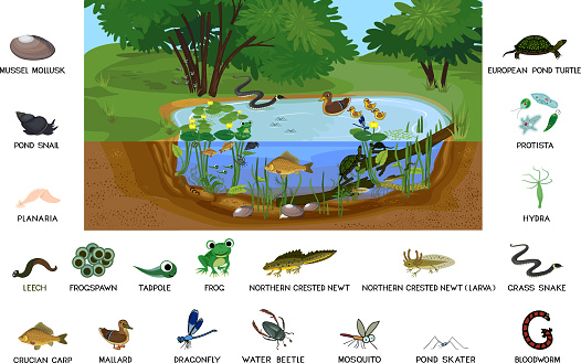 Ecosystem Of Pond With Different Animals In Their Natural Habitat Schema Of Pond Ecosystem Structure For Biology Lessons Stock Illustration - Download Image Now - iStock Ecosystem Of Pond With Different Animals In Their Natural Habitat Schema Of Pond Ecosystem Structure For Biology Lessons Stock Illustration - Download Image Now - iStock