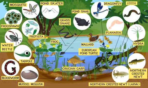Vector illustration of Ecosystem of pond with different animals (birds, insects, reptiles, fishes, amphibians) in their natural habitat. Schema of pond ecosystem structure for biology lessons