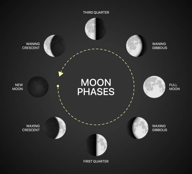 ilustraciones, imágenes clip art, dibujos animados e iconos de stock de ilustración vectorial de gráficos de fases lunares. infografía de rotación de la luz lunar sobre fondo negro - luna creciente