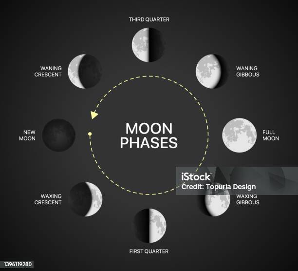 Moon Phases Chart Vector Illustration Moon Light Rotation Infographic ...