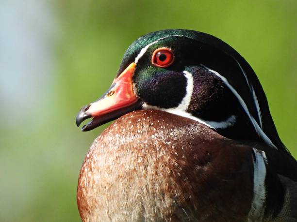 istock Wood Duck (Aix sponsa) male - portrait 1396120115
