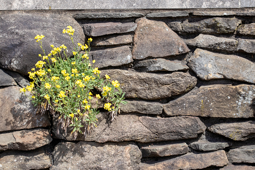 Succulent plant growing in a stone wall