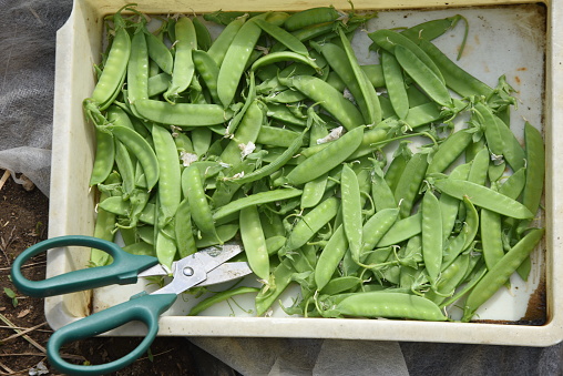 Harvesting Snow peas. Sowing in late autumn After winter, it can be harvested in about two weeks after the flowers bloom in late March, and can be harvested one after another until early summer.