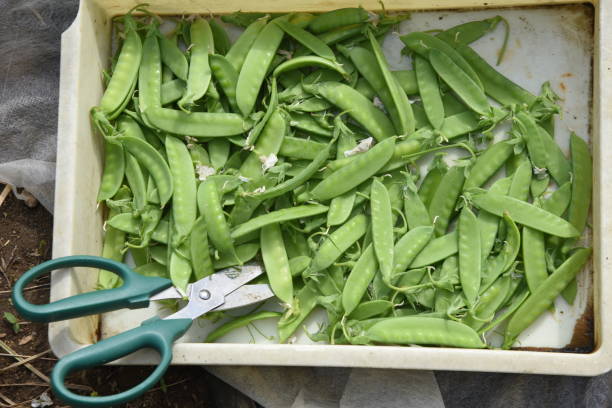 Harvesting Snow peas. stock photo