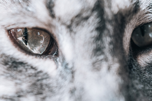 A beautiful close-up headshot of a green-eyed  cat.