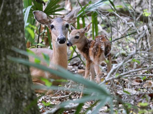 istock Newborn fawn 1396123864