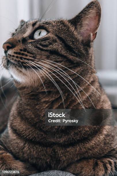Cat Portrait Stock Photo - Download Image Now - Alertness, Animal, Animal Body Part