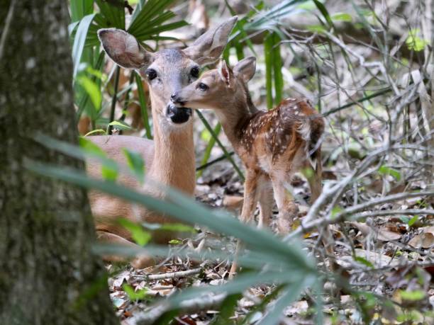 istock Fawn resting her nose on mama 1396123880