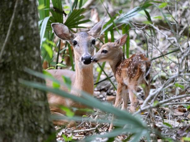 istock A newborn fawn 1396123901