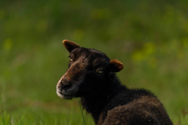 Goats on fresh spring meadow in nice sunny morning
