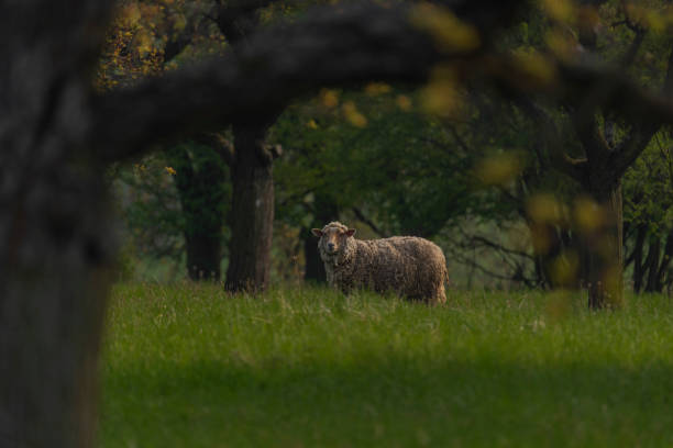 With the sun low on the horizon it backlights a white Katahdin sheep lamb laying on a paddock used by a rotational grazing farm near Raeford North Carolina.