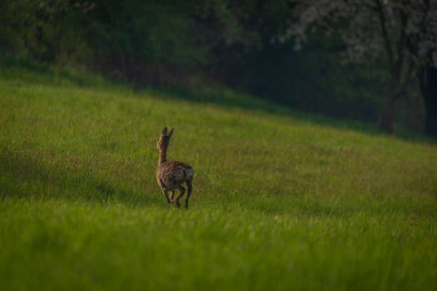 Deer on spring light color meadow in Zlin area in Moravia