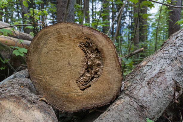 istock felled tree rotten core forest felled timber 1396126648
