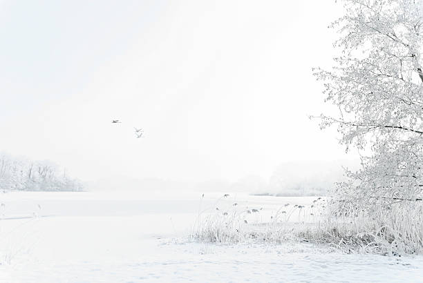 Winter wonderland in the Netherlands. stock photo