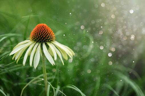 Close up of a cone flower