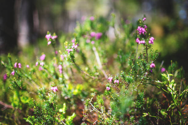 Heather by the way in Bavarian Forest in Germany