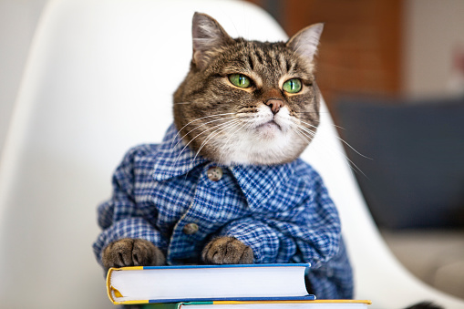 A learned cat with books
