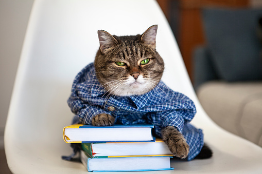 A learned cat with books