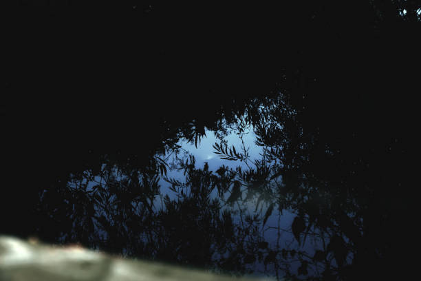 Tree Reflections in a River in the Late Evening in London, UK
