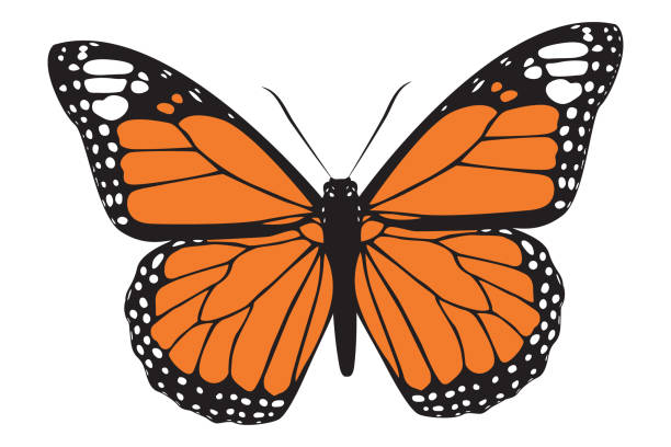 ilustrações, clipart, desenhos animados e ícones de bela ilustração vetorial da borboleta monarch - caterpillar white isolated white background