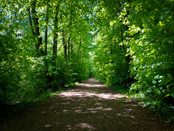 Tree-lined bike and hiking path in Gentbrugse Meersen. Beauty in nature.