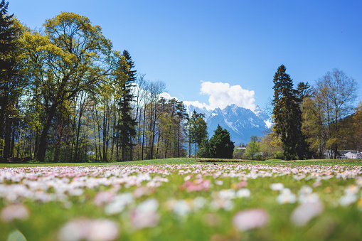 Flowering meadow in front of blue mountains on a sunny day in Bavaria.
