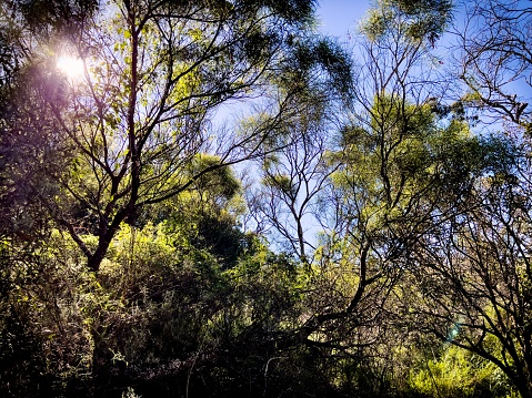 Horizontal landscape photo of sun shining through Eucalyptus trees on a hillside in Dangar's Gorge, Oxley Wild Rivers National Park, a world heritage listed area near Armidale, New England high country, northern NSW