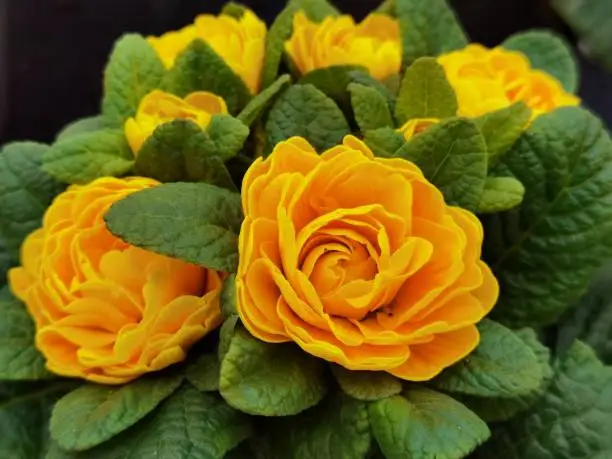 Mixed the roses in yellow and orange colors