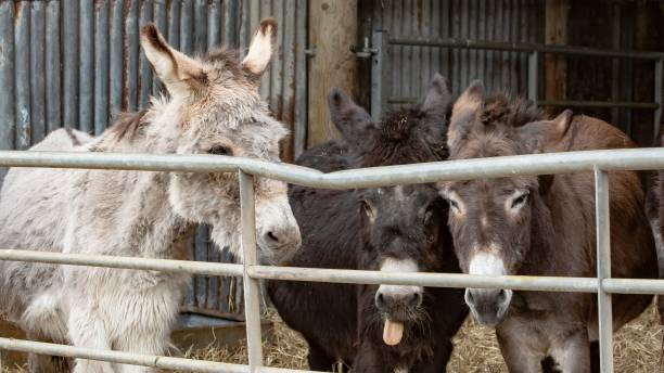 istock Silly Donkey In Middle Of Group. 1396132240