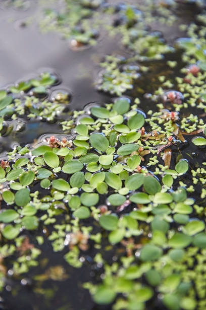 livres sterling - duckweed photos et images de collection