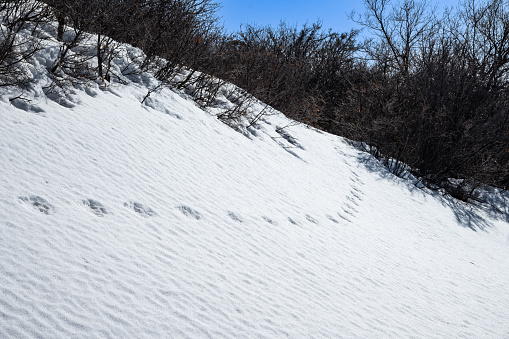 animal tracks in snow disappearing into trees