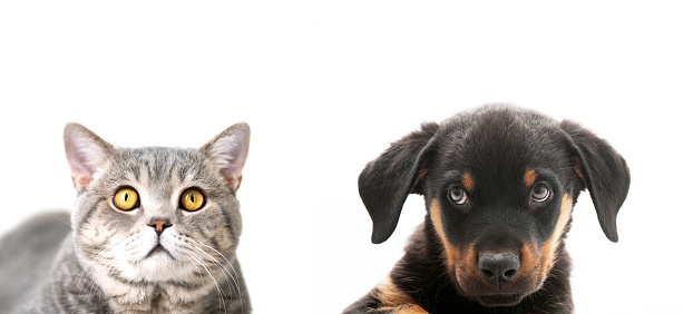 British shorthair cat and Doberman Pinscher puppy