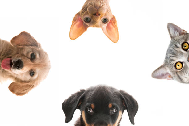 cani e gatti guardano in basso - puppy isolated animal cute foto e immagini stock