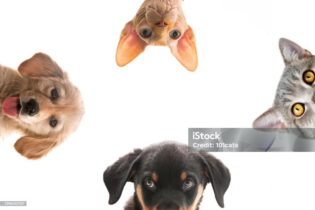 Cats and dogs are looking down Cats and dogs with space for your text on white background Dog Stock Photo