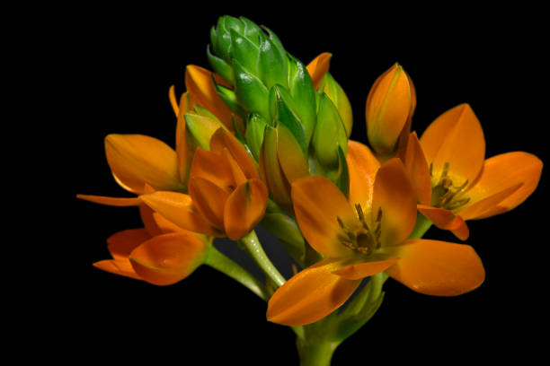 istock Chincherinchee, Ornithogalum Dubium, Light Orange. 1396133311